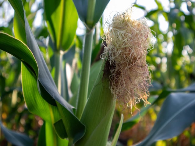 Sweet Corn